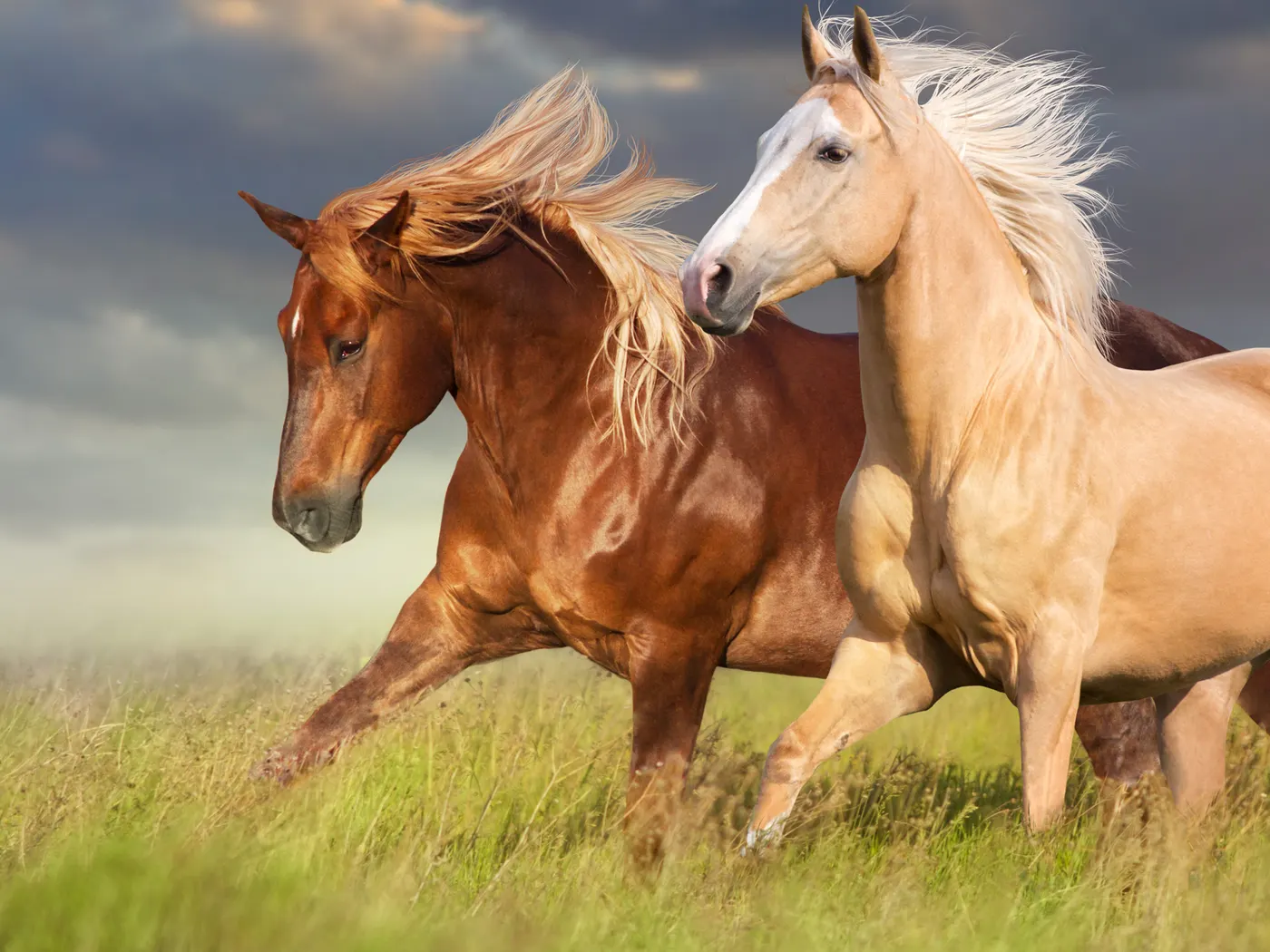 草原を走る2頭の馬